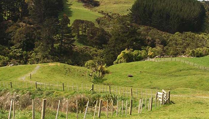 Mangemangeroa Reserve Walk