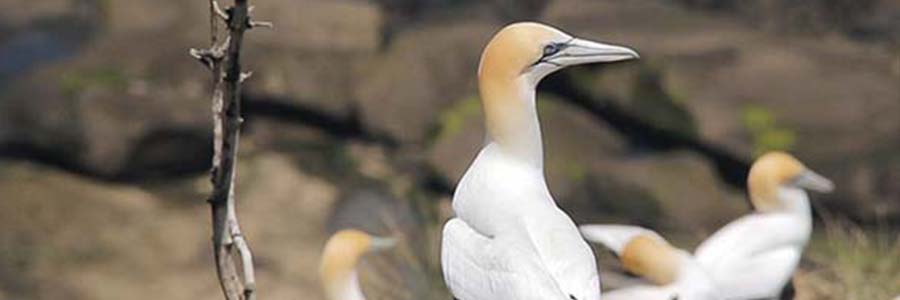 Muriwai Gannets and Beach Walk
